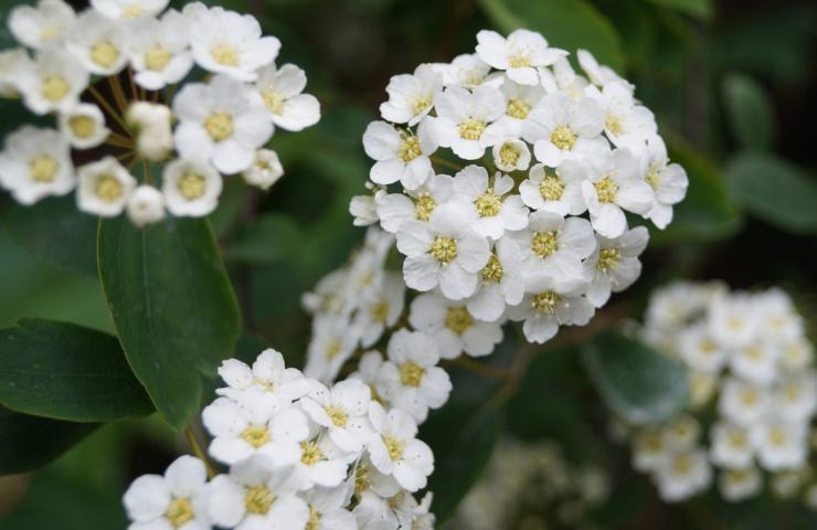 Biancospino fiore proprietà