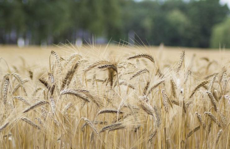 alimentazione riso