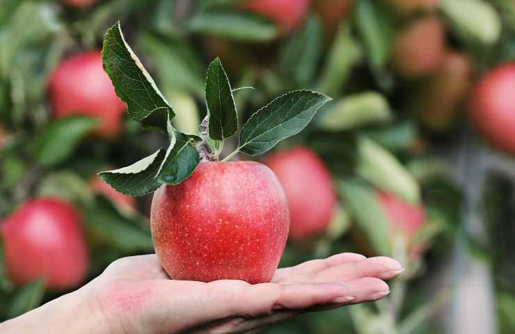 I benefici della mela