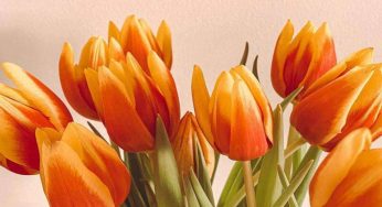 Emozionarsi davanti ad un Tulipano è possibile. Come mai?