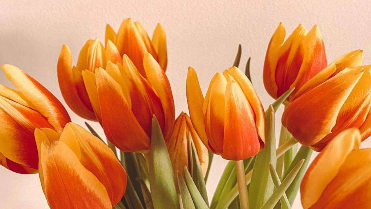 Tulipani arancio