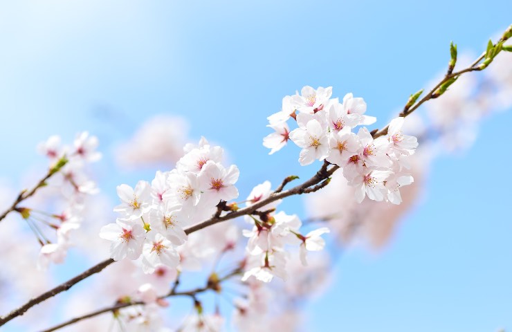 albero pasqua idee realizzarlo