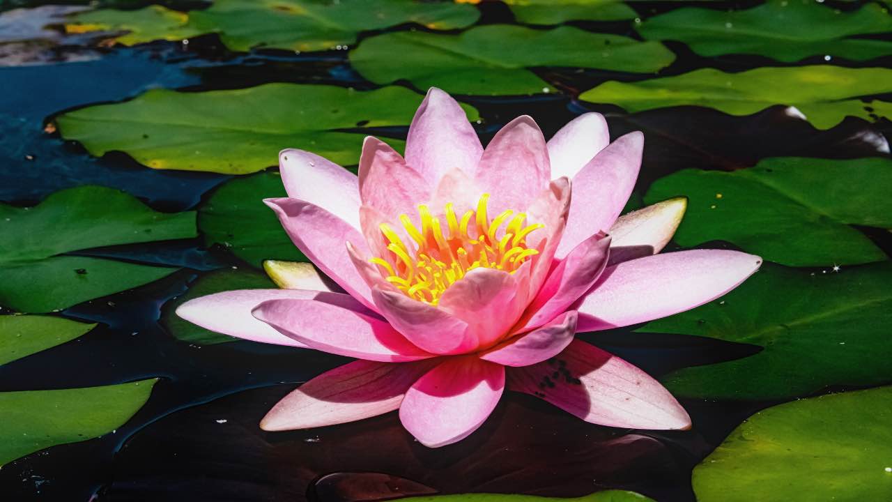 yoga fiore loto Padmasana posizione