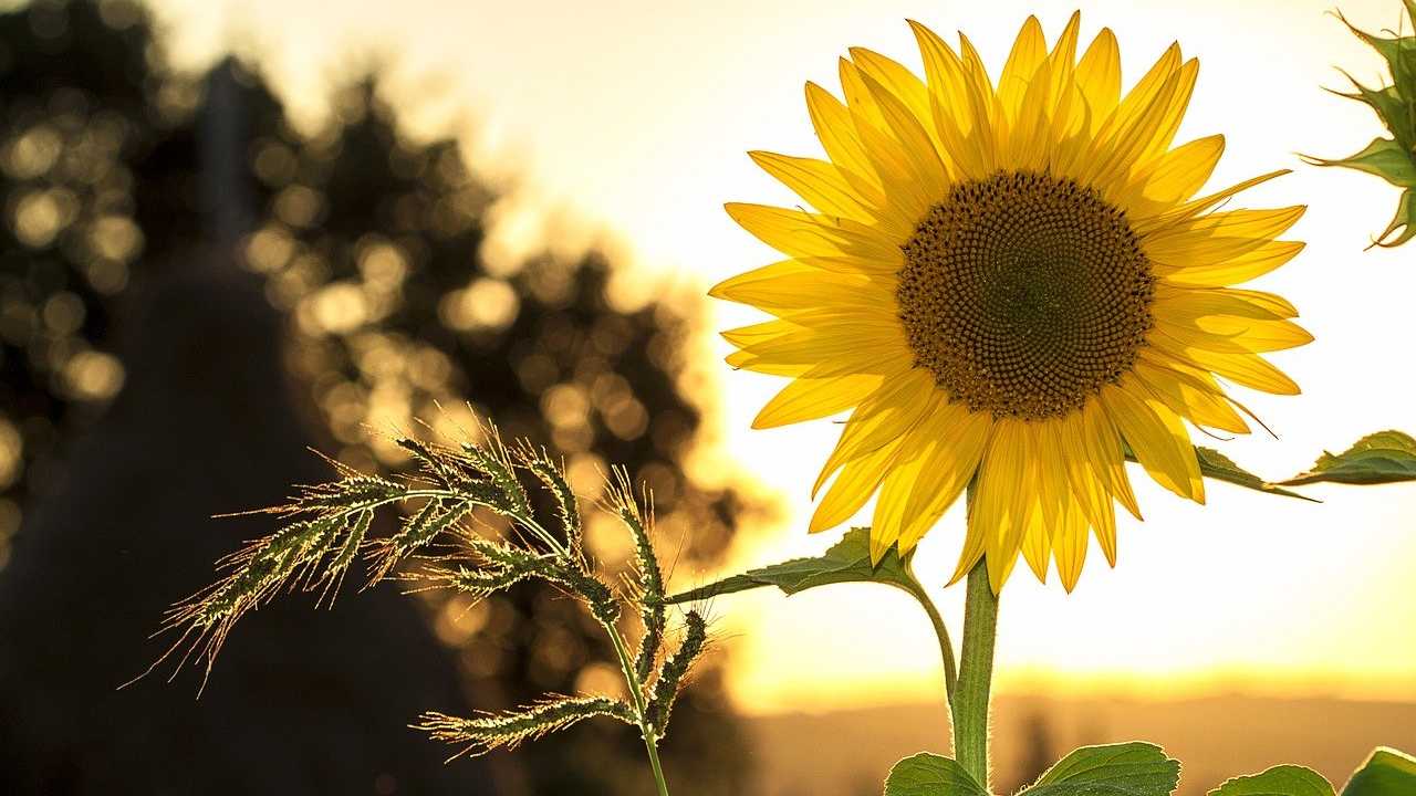 vitamina D carenza olfatto