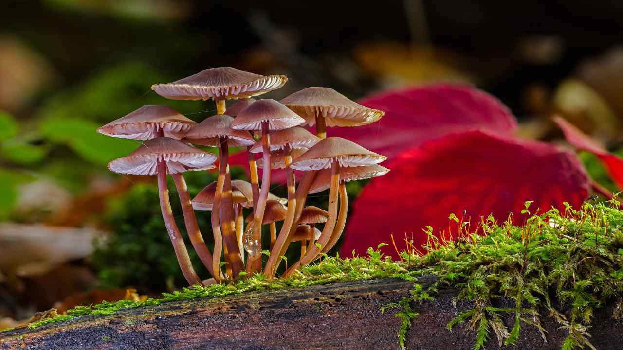 funghi integratori