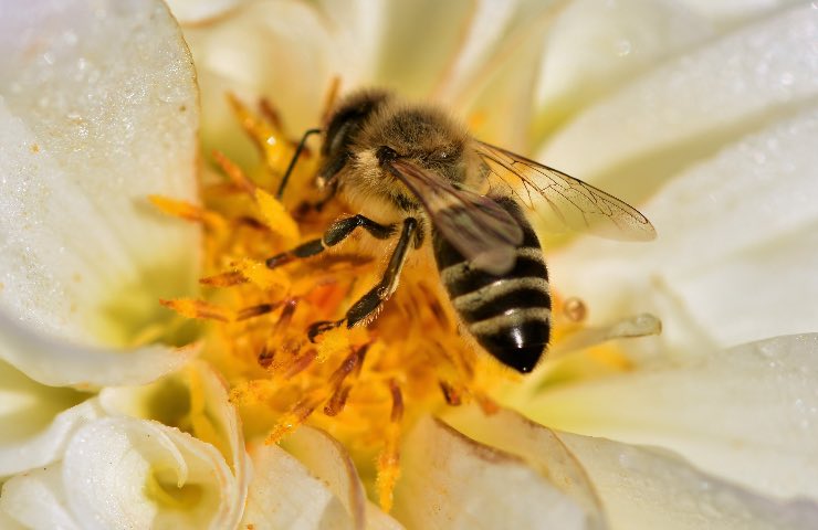 giornata mondiale api 