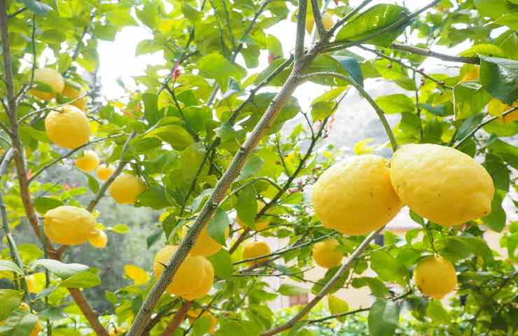 limone dieta detox