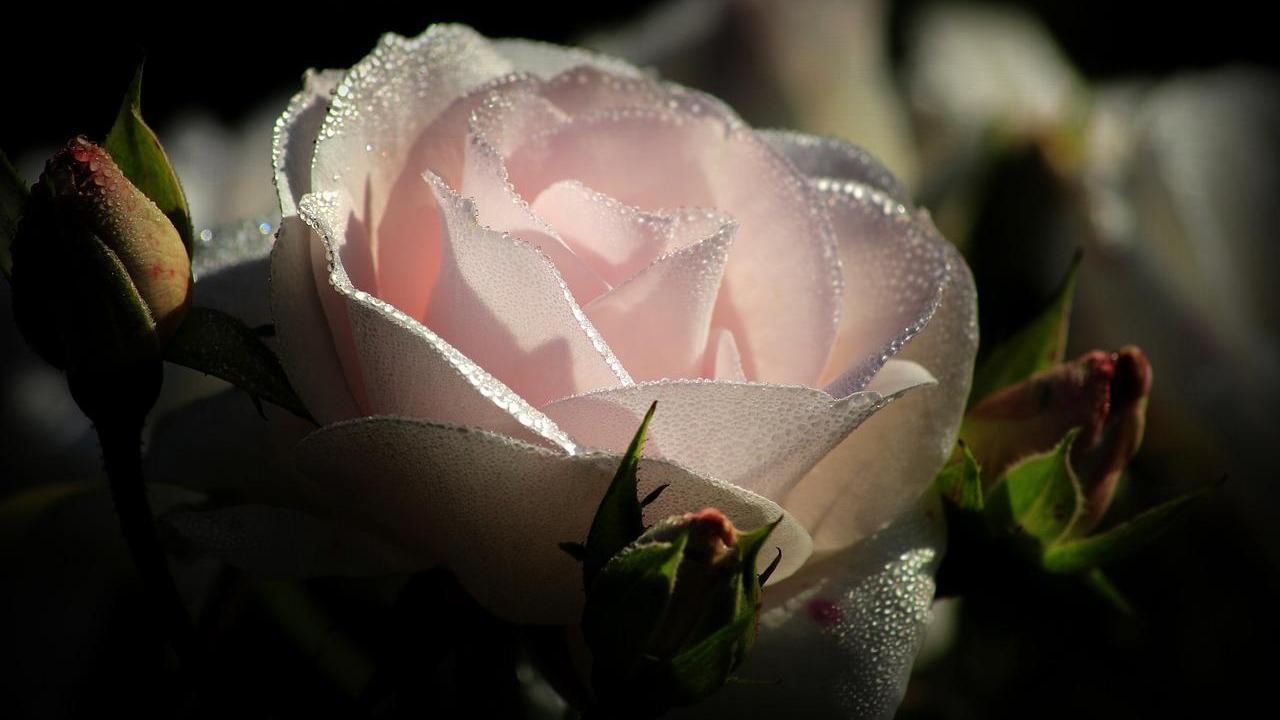 acqua di rose home made