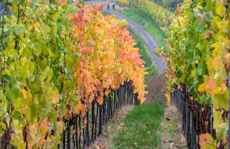 vino rosso controversie proprietà