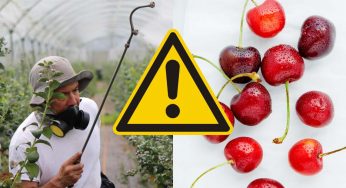 Ciliegie contaminate dai pesticidi, l’acqua non è affatto sufficiente al risciacquo: scopri i veri metodi infallibili
