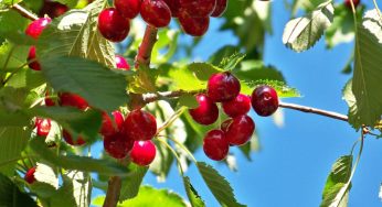 Ciliegie: c’è un modo infallibile che si può usare per scegliere quelle migliori