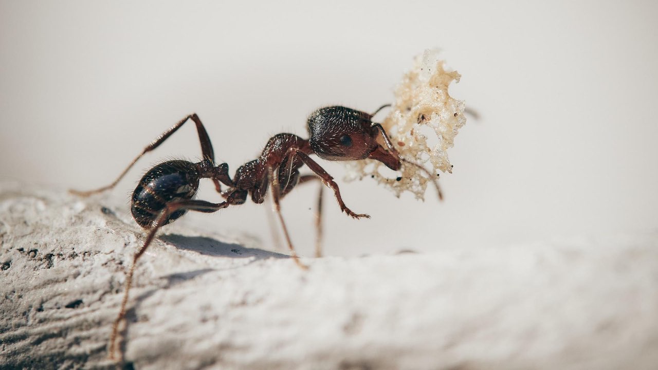 rimedi naturali formiche