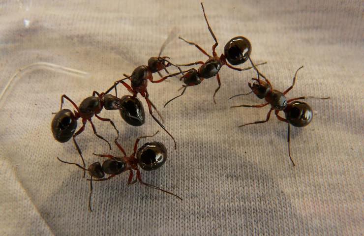 allontanare formiche
