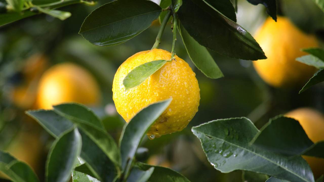 Limone vantaggi per la bellezza