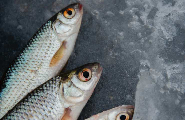 Mangiando pesce rischio melanoma studio