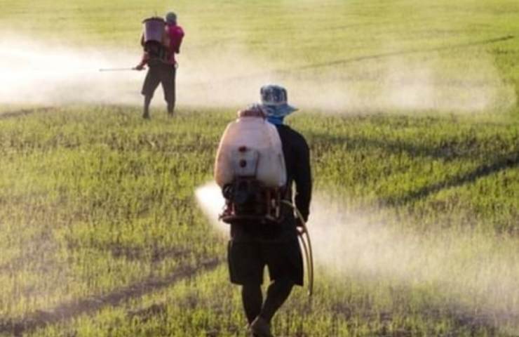 Pesticidi classifica alimenti contaminati