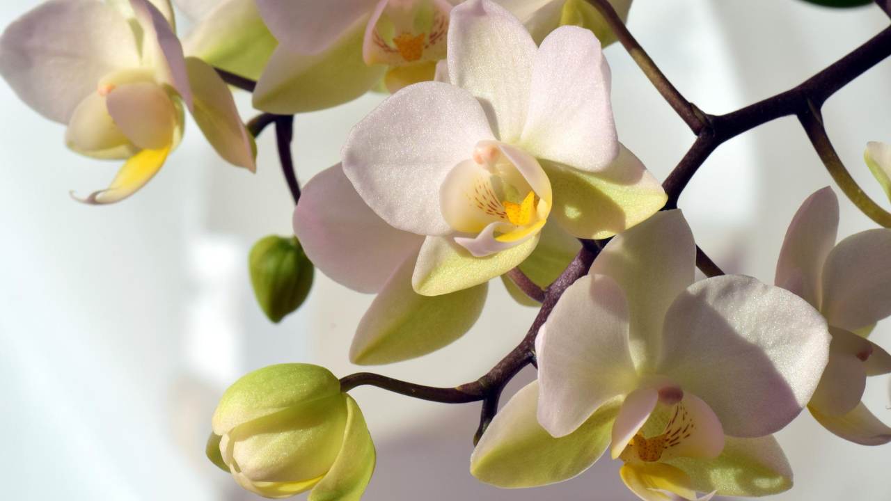 Orchidea trucco limone