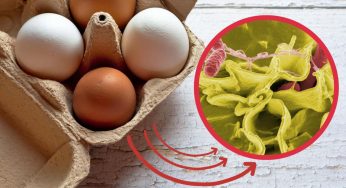 Uova, contaminazioni batteriche preoccupanti, gravi effetti sulla salute: scopri il metodo per evitare intossicazioni