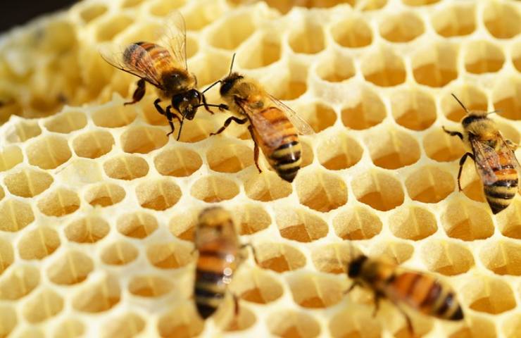 evitare api vespe zanzare come