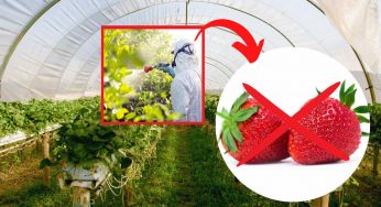 Fragole, attenzione a quelle del supermercato: questa variante è piena di pesticidi!