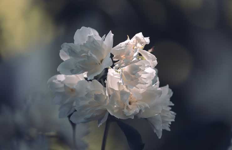 olio gelsomino assurdo 