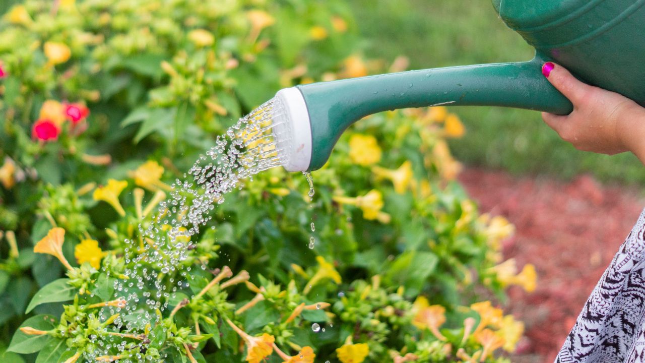 Siccità multe innaffiare giardino