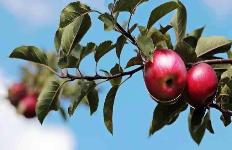 pesticidi salute frutta verdura 