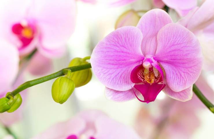 orchidea rosa farfalla cura fiore tropicale
