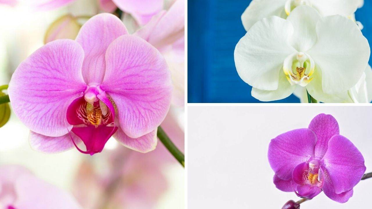 orchidee farfalla rosa bianche cura fiori