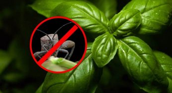 Basilico: se non fai questo le foglie della pianta verranno invase dai parassiti!