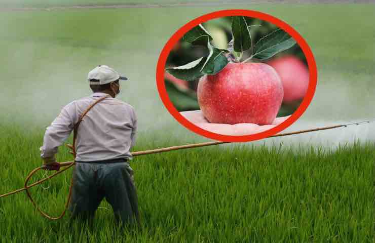 pesticidi salute frutta verdura 