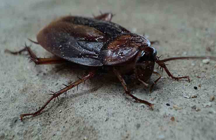 scarafaggi pericolosissimi virus