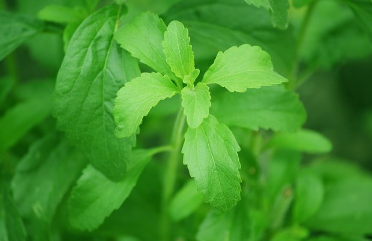 stevia zucchero