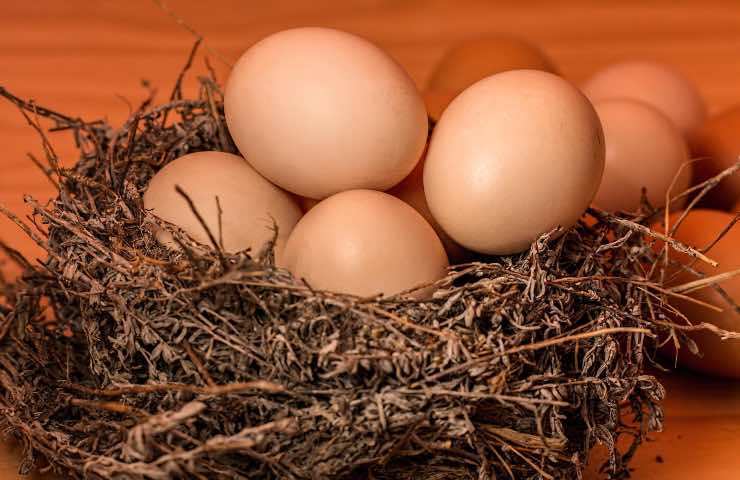 uova mangiare settimana salute