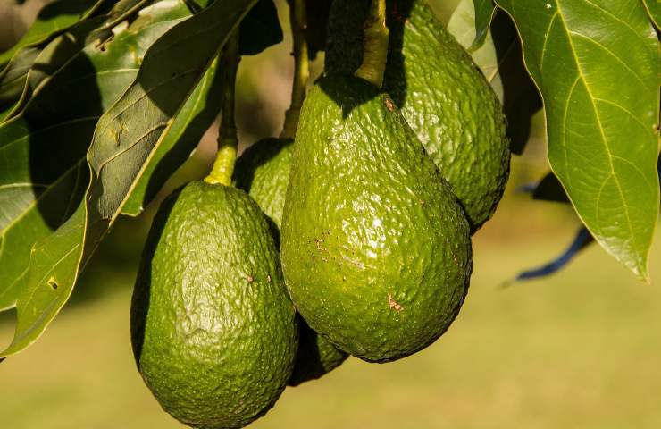 Avocado come usarlo per tingere