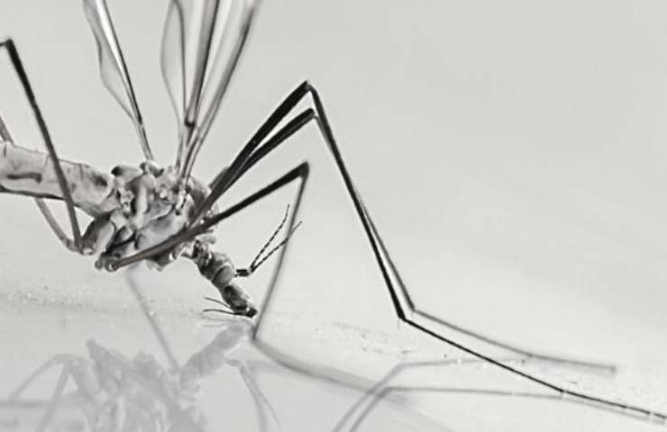 Zanzara: una puntura letale, 21enne morta