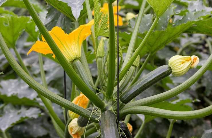 Zucchine occhio ai veleni 