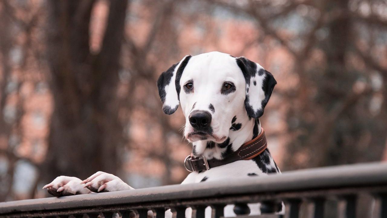 animali domestici salute