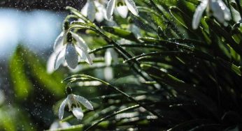 Acqua in giardino: come evitare di sprecarla e risparmiare sulla bolletta