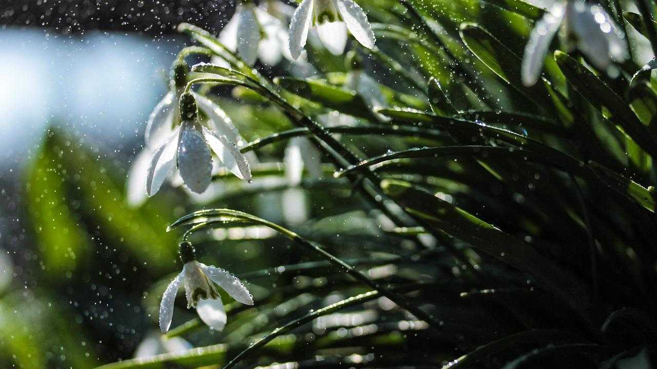 acqua giardino