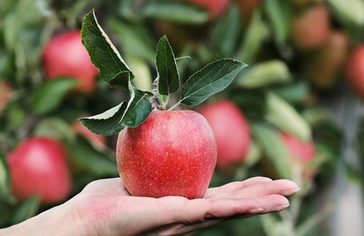 frutta verdure prezzi aumenti