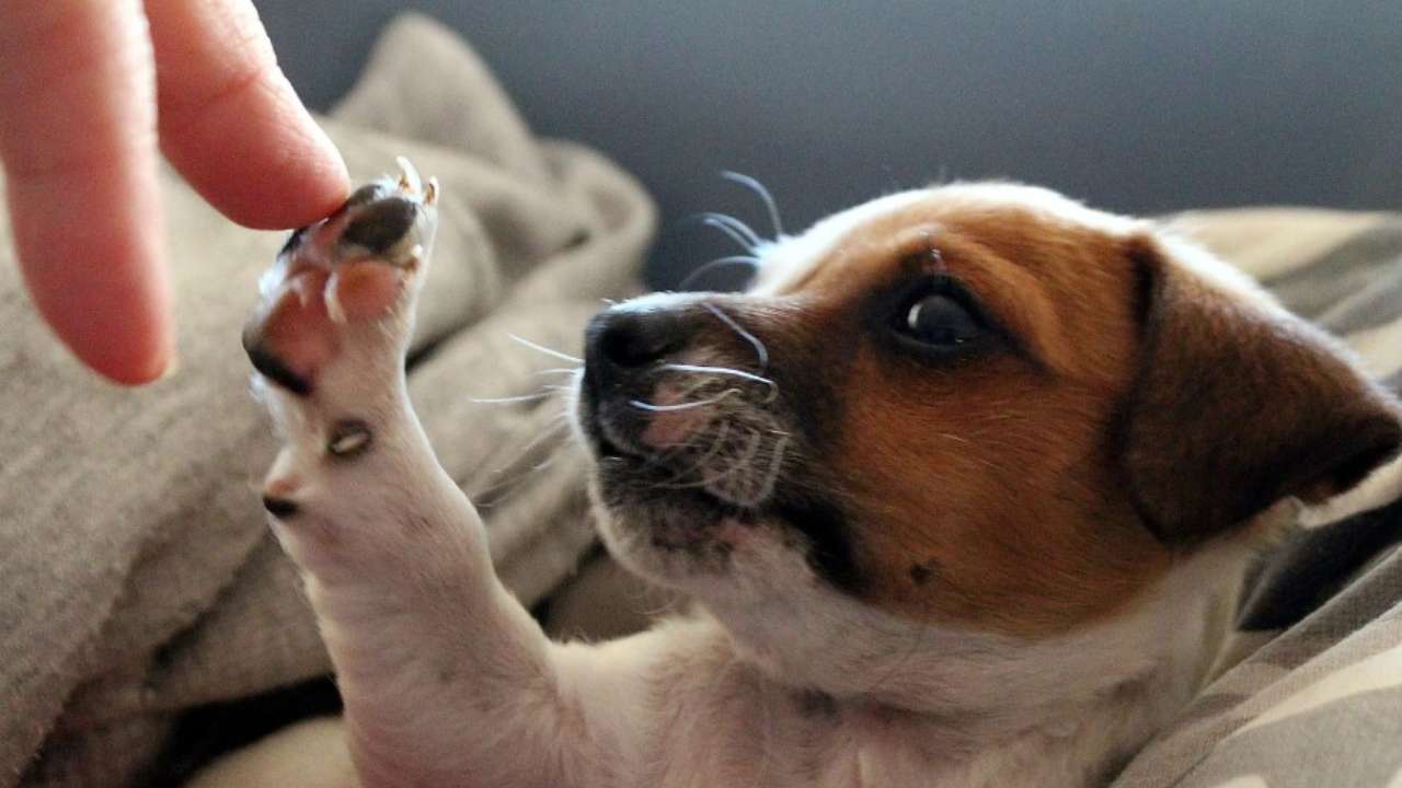 5 cose priuma di prendere un cane