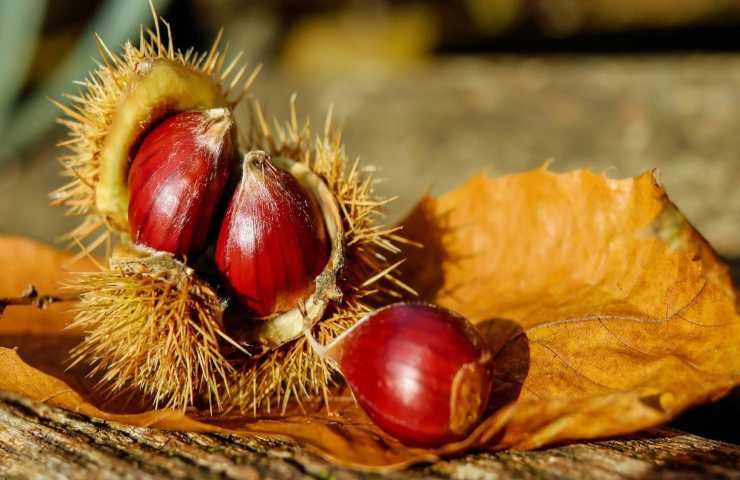 Castagne