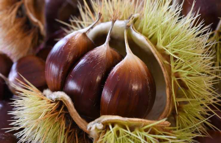 castagne