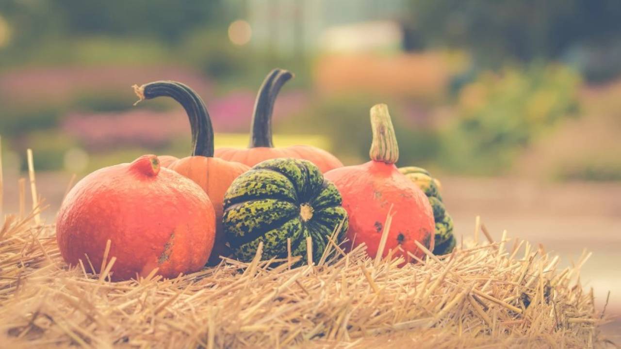 Campi di zucca in Italia