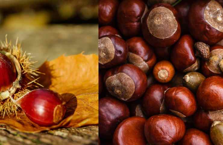 Castagne: come cucinarle