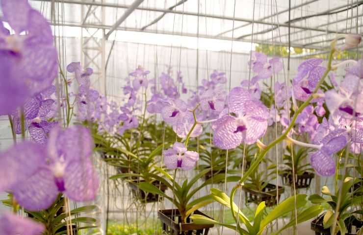 orchidea