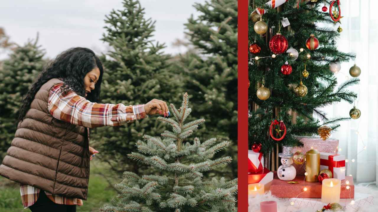 Albero di Natale origine