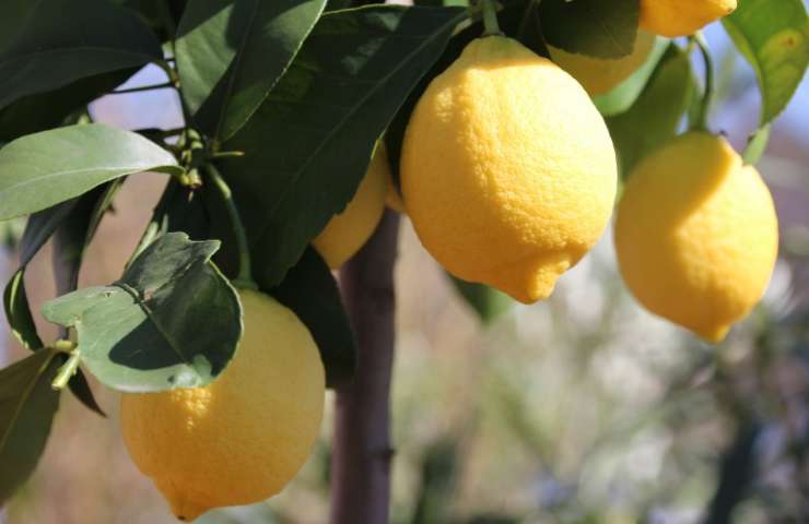 limone rimedi casa