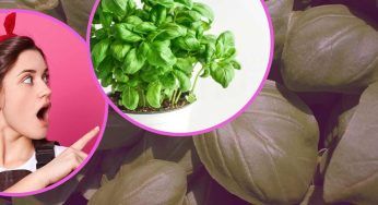 Basilico fresco all’infinito: il metodo sorprendente per non doverlo più acquistare